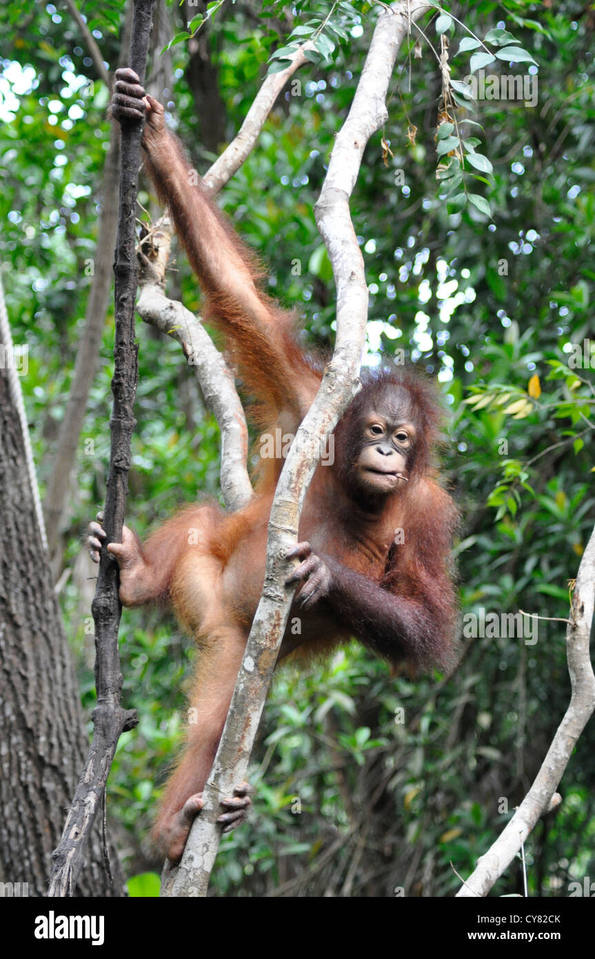 Junger Orang-Utan Orang-Utan Pongo Pygmaeus in Sepilok Rehabilitation Centre Borneo Malaysia Kletterbaum Stockfoto