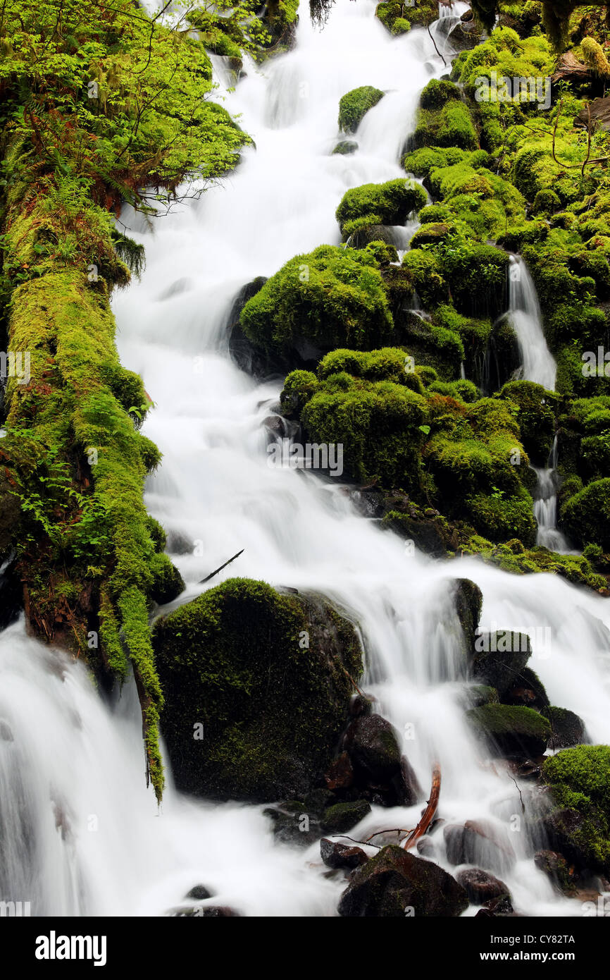 Wahkeena Creek, Columbia River Gorge National Scenic Area, Oregon, USA Stockfoto