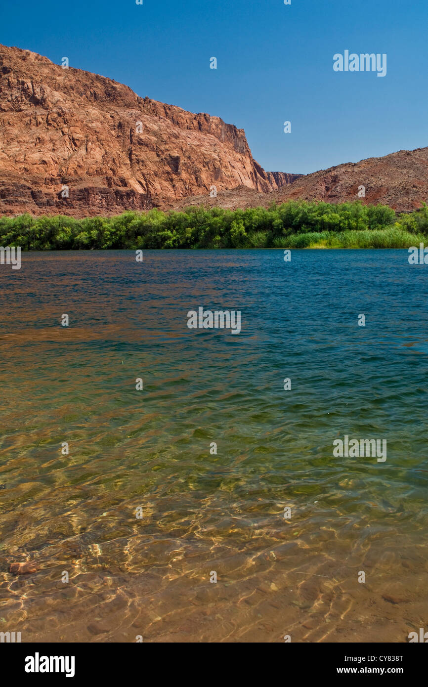Colorado River bei Lees Ferry, Glen Canyon National Recreation Area, Arizona Stockfoto