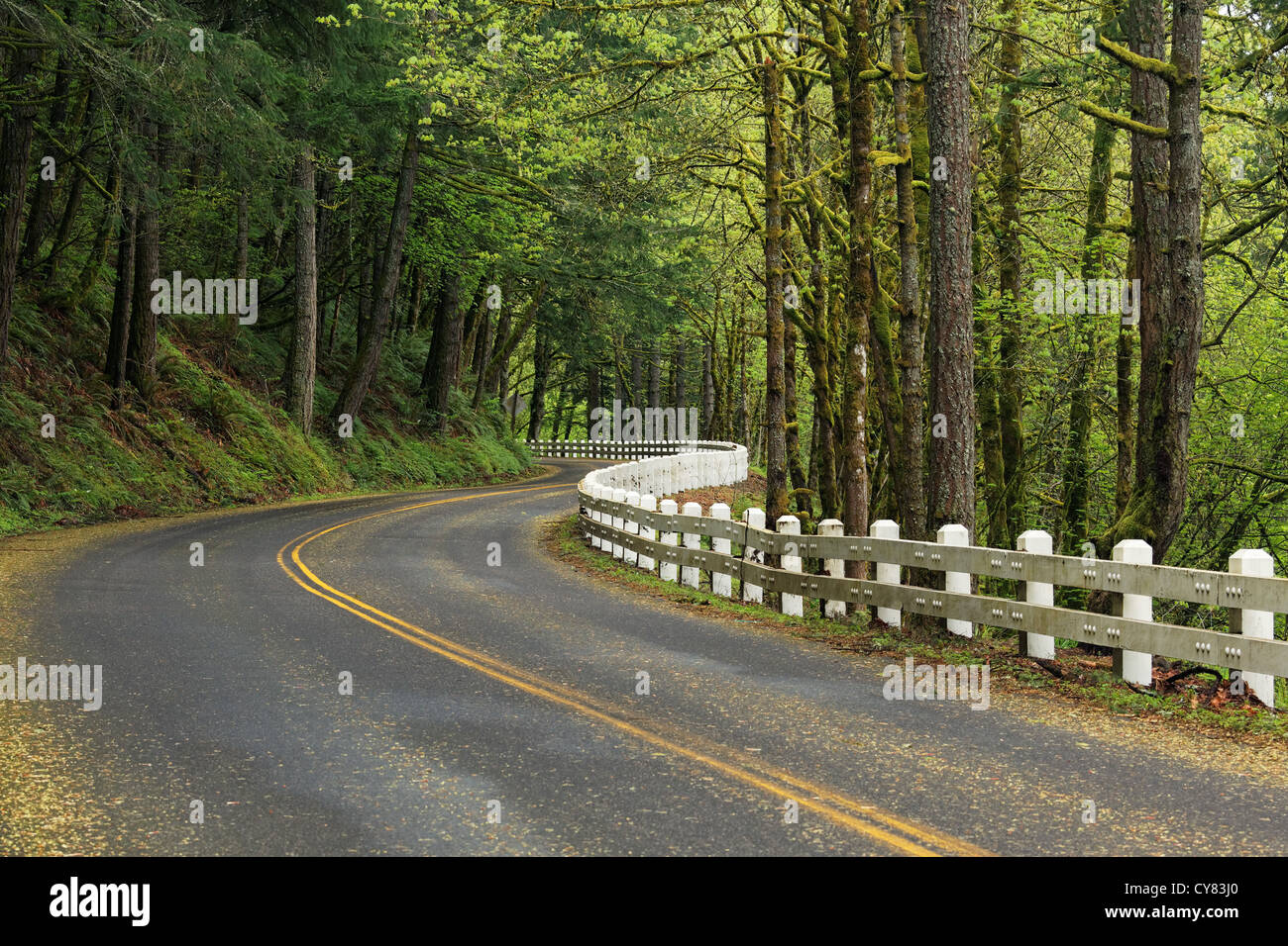 Scenic Highway 30 Kurven durch Wald in der Nähe von Portland, Oregon, USA Stockfoto