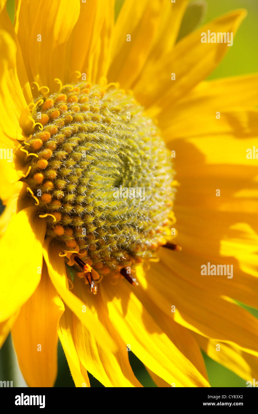 Arrowleaf Balsamwurzel, Tom McCall Wildflower bewahren, Rowena, Oregon, USA Stockfoto