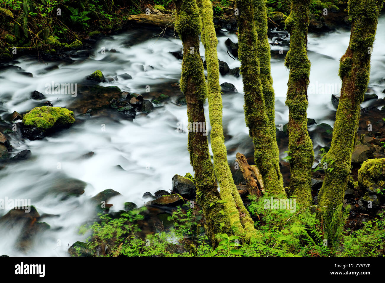 Bridal Veil Creek, Bridal Veil Falls State Park, Columbia River Gorge National Scenic Area, Oregon, USA Stockfoto