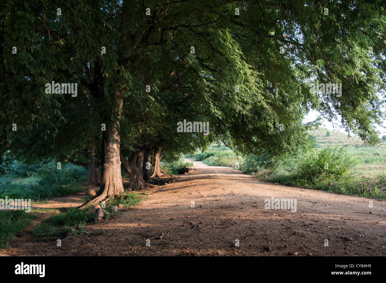 Indische Landstraße mit Tamarinde Bäumen gesäumt. Andhra Pradesh, Indien Stockfoto