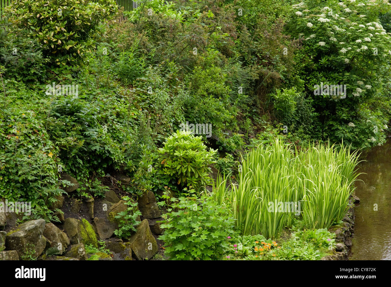 Wasserpflanzen wachsen an den Ufern des Flusses Wye verläuft durch den Pavillon Garten in Buxton Debyshire Stockfoto