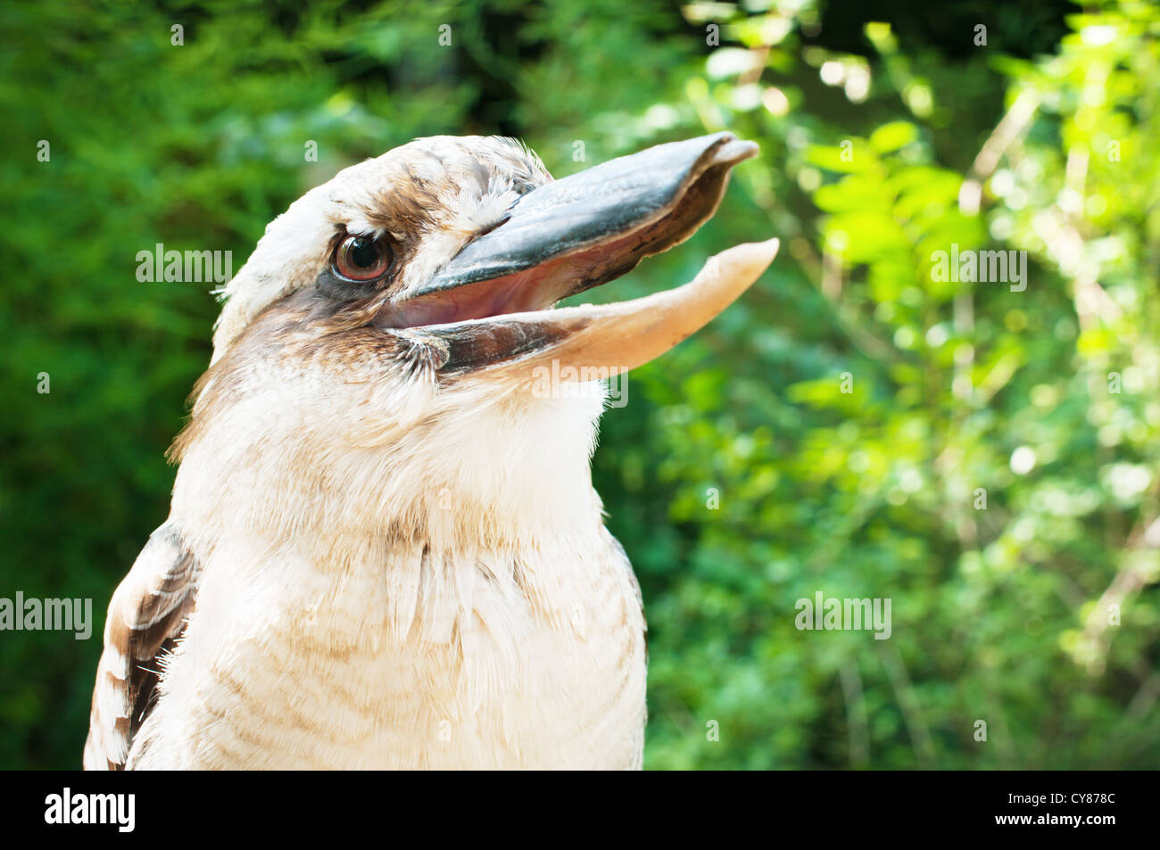 Lachende Kookaburra Closeup (Dacelo Novaeguineae) Stockfoto