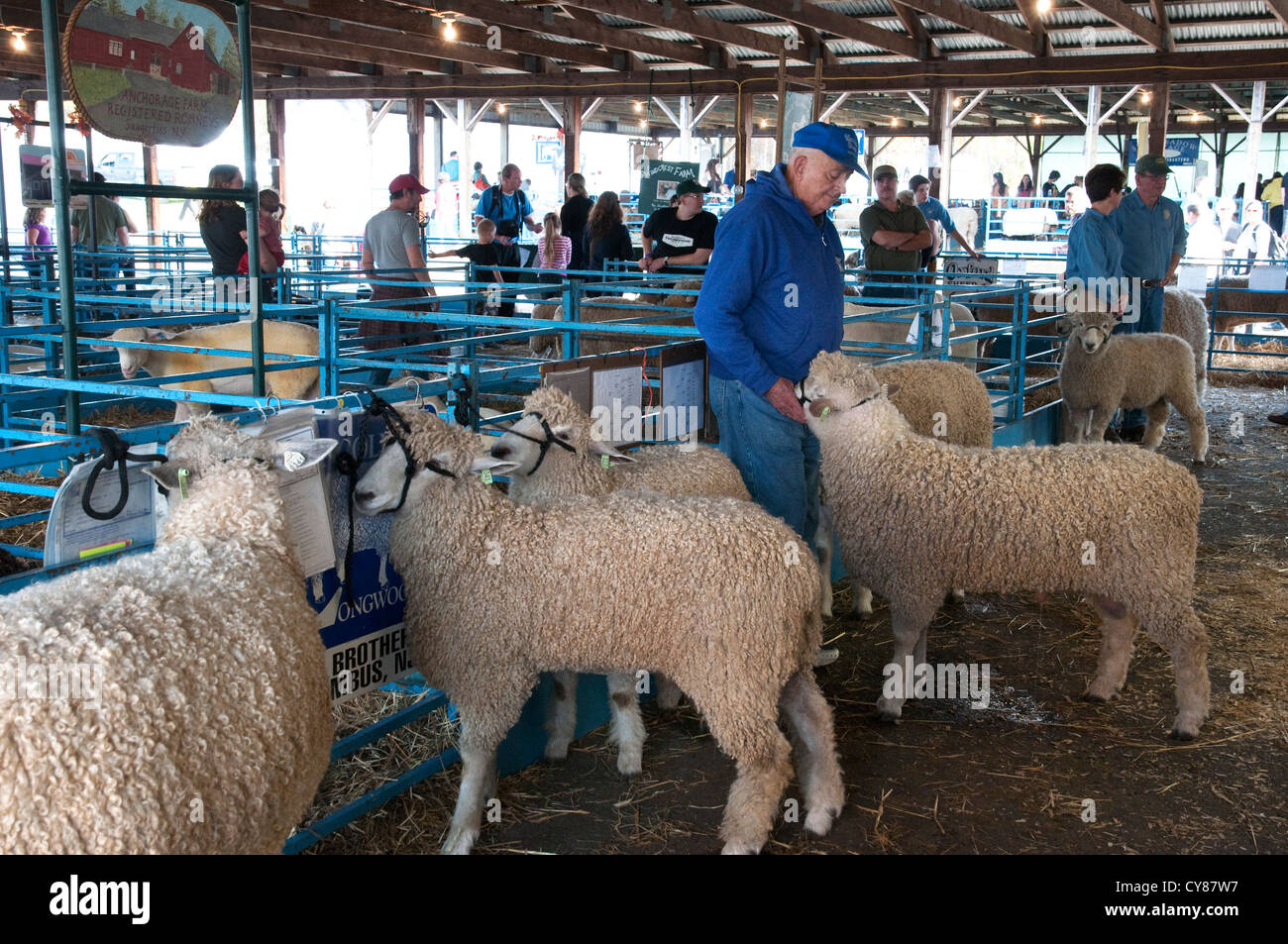 Landwirt und Schafe warten auf einem Vieh-Wettbewerb in Rhinebeck Schafwolle & Festival in Rhinebeck, New York beginnen Stockfoto
