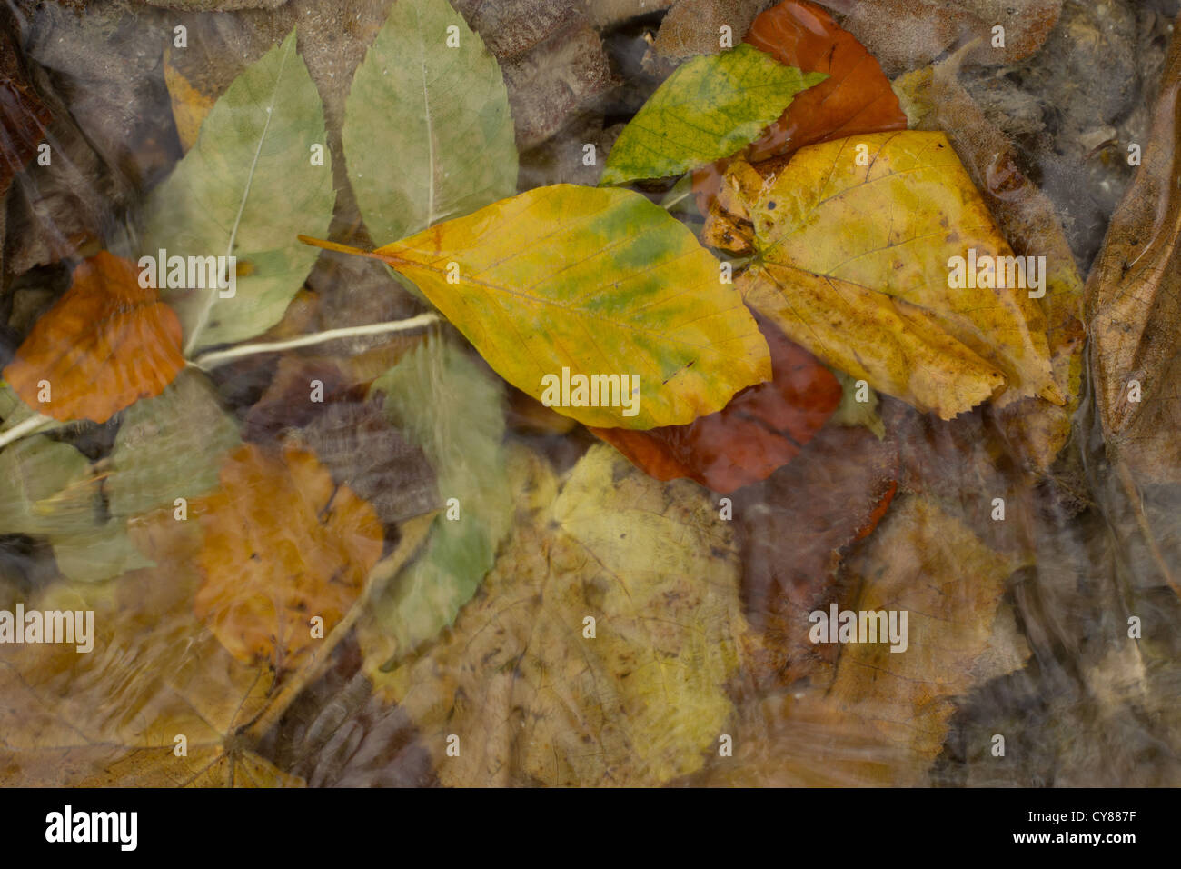 Herbstlaub in Barton Springs Stockfoto