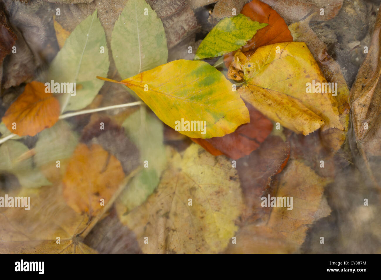 Herbstlaub in Barton Springs Stockfoto