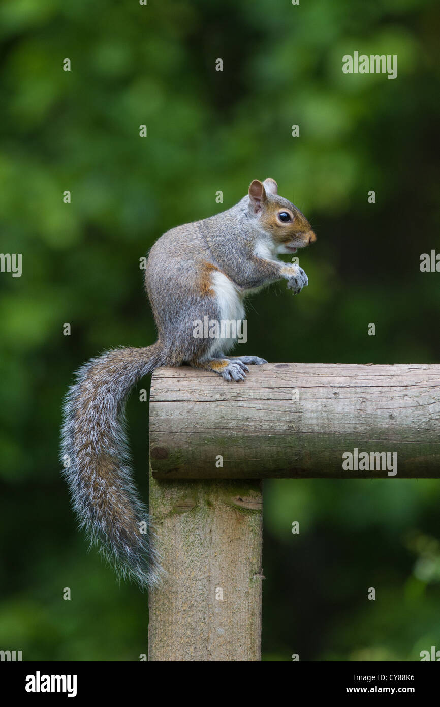 Grau-Eichhörnchen (Sciurus Carolinensis) aufrecht sitzend, Cambridgeshire Stockfoto