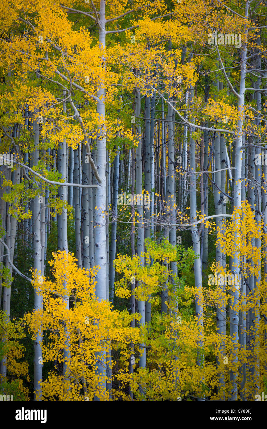 Espen Hain in den San Juan Mountains von Colorado Stockfoto