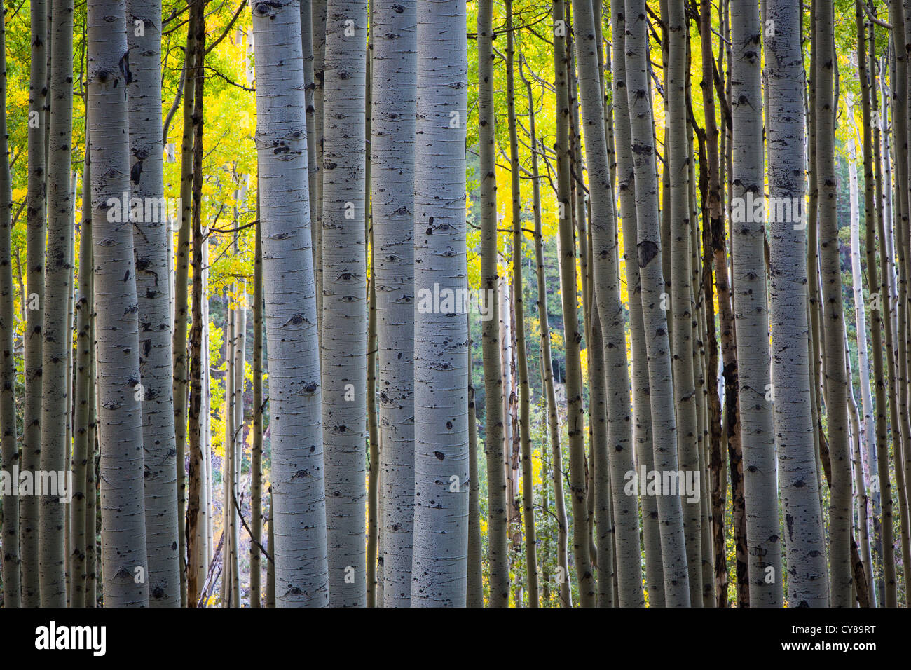 Espen Hain in den San Juan Mountains von Colorado Stockfoto
