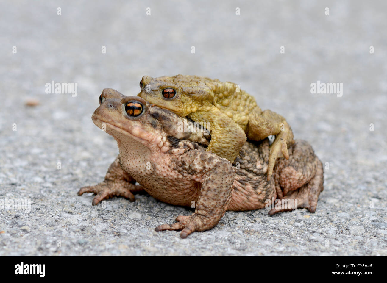 Männchen und Weibchen, Gemeine Kröte, Amplexus, Balz im Frühjahr, Bufo Bufo, Spanien. Stockfoto