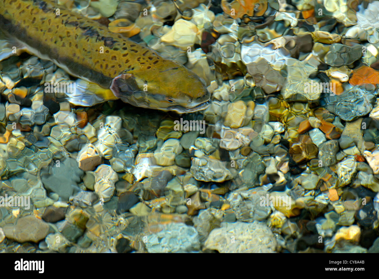 Eine Nahaufnahme Bild von Chum Lachs schwimmen auf einem laichenden Bett Stockfoto