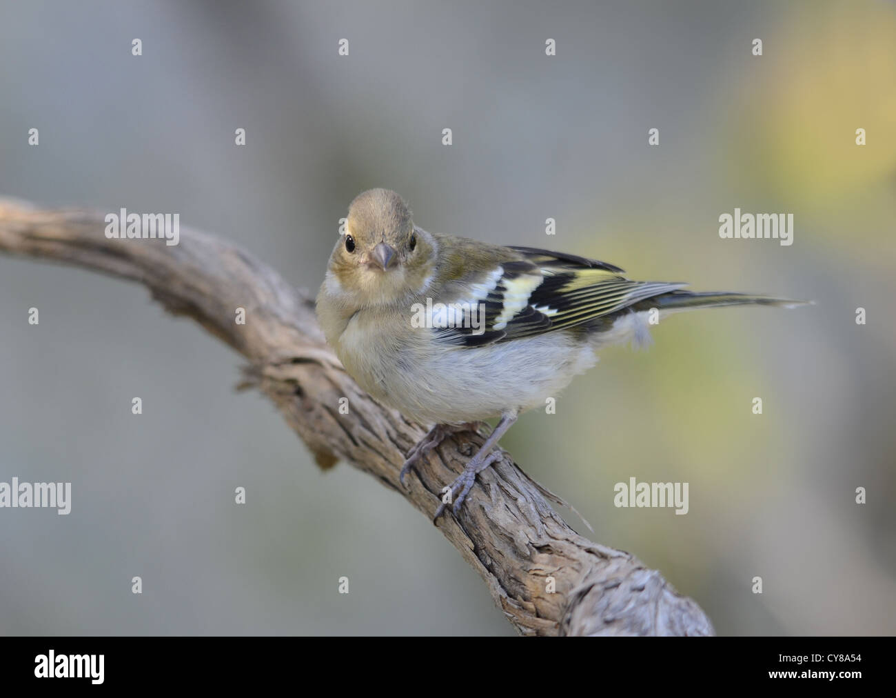 Weibliche gemeinsame Buchfink, Fringilla Coelebs, Spanien. Stockfoto