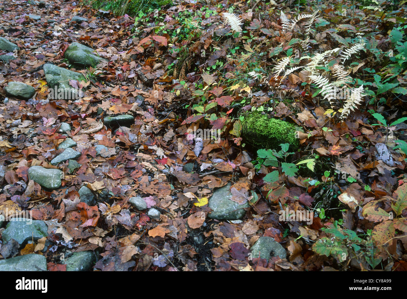 Ein Teppich aus Farnen, abgefallenen Blättern und Steinen säumen den Waldboden in den Smoky Mountains in der Nähe von Cades Cove. Stockfoto