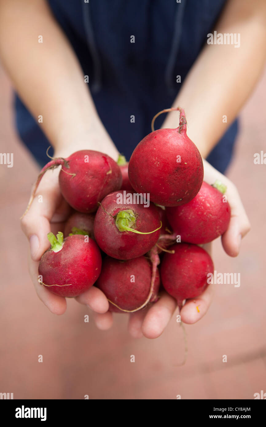 Ein Mädchen hält frische Bio Radieschen. Stockfoto