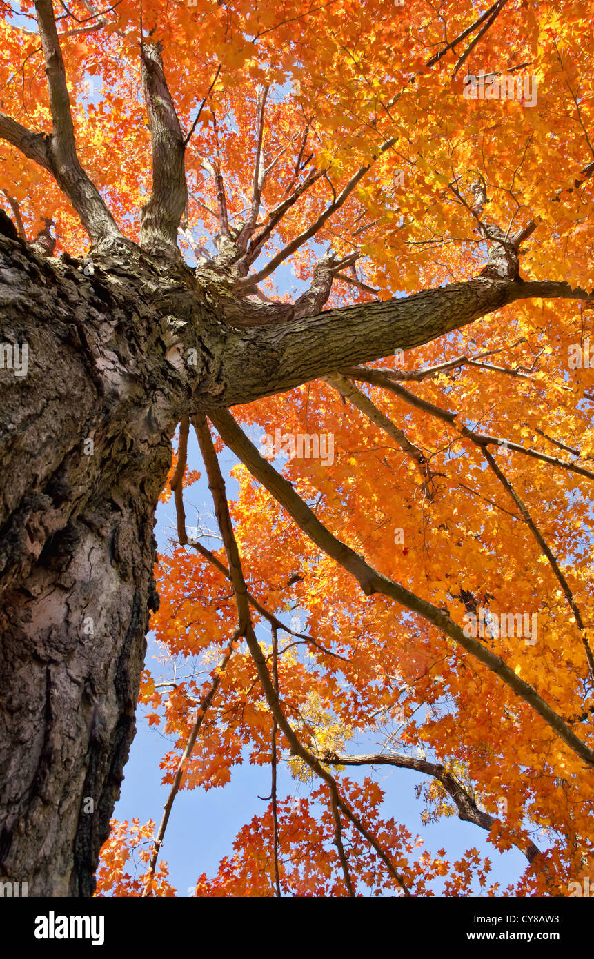 Herbst Ahornbaum Stockfoto