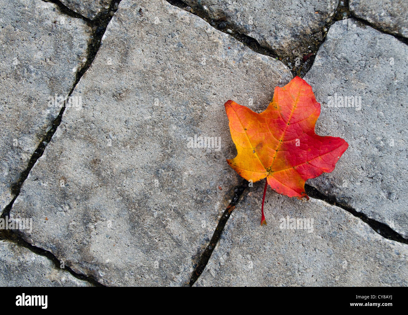 Bunter Herbst Blatt gegen Steinstruktur Stockfoto