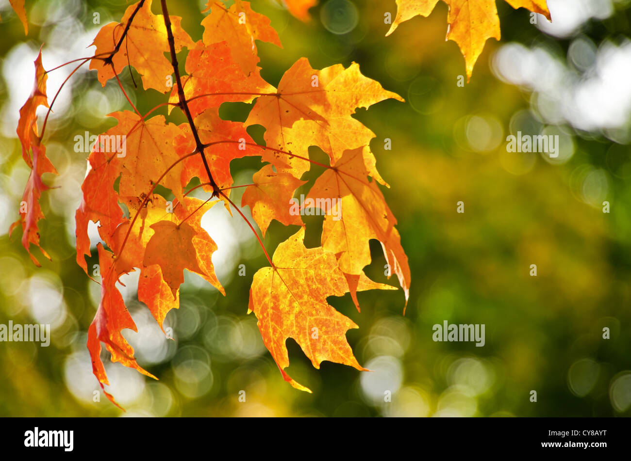 Goldene Herbst Ahorn-Blätter Stockfoto