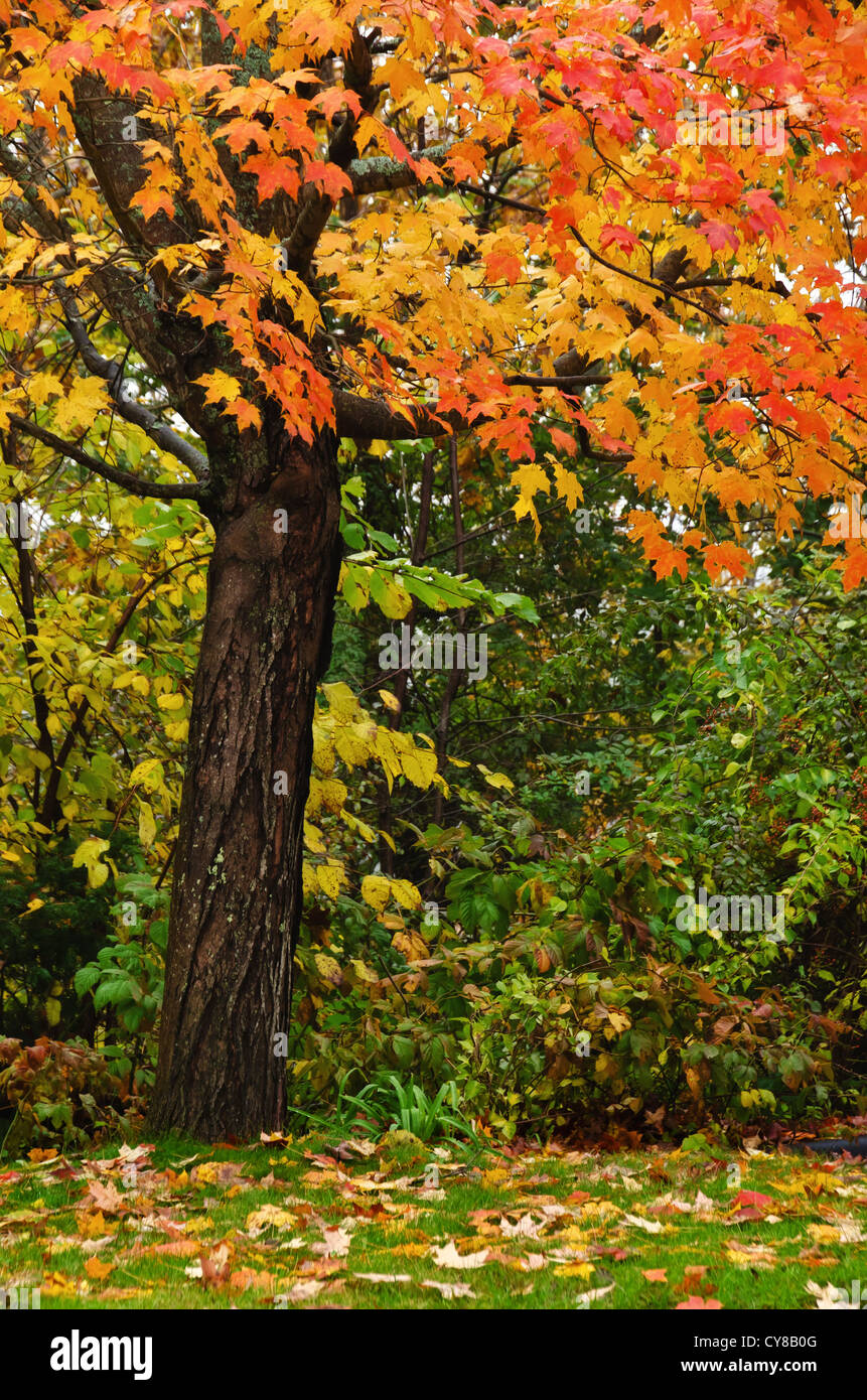 Herbst Ahornbaum Stockfoto
