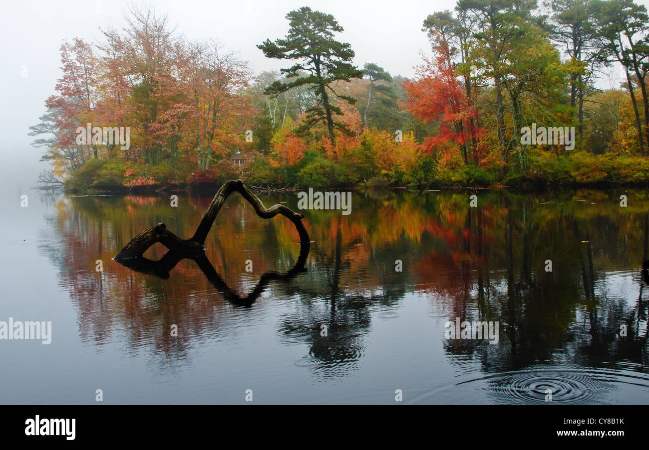 Herbstliche Spiegelungen im Teich an einem nebeligen Tag Stockfoto