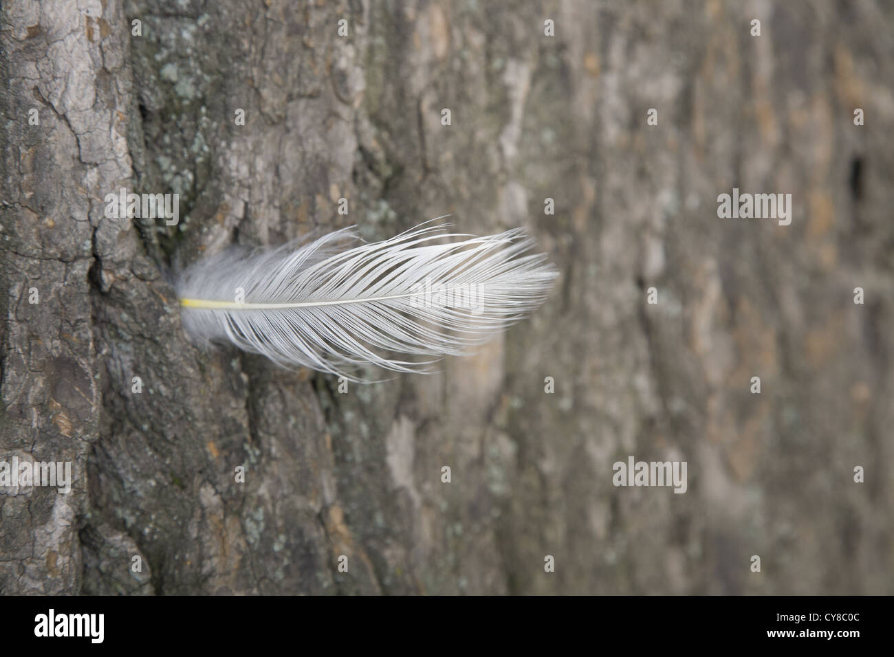 Vogelfeder eingelegt in einem Baumstamm, Prospect Park, Brooklyn, NY. Stockfoto