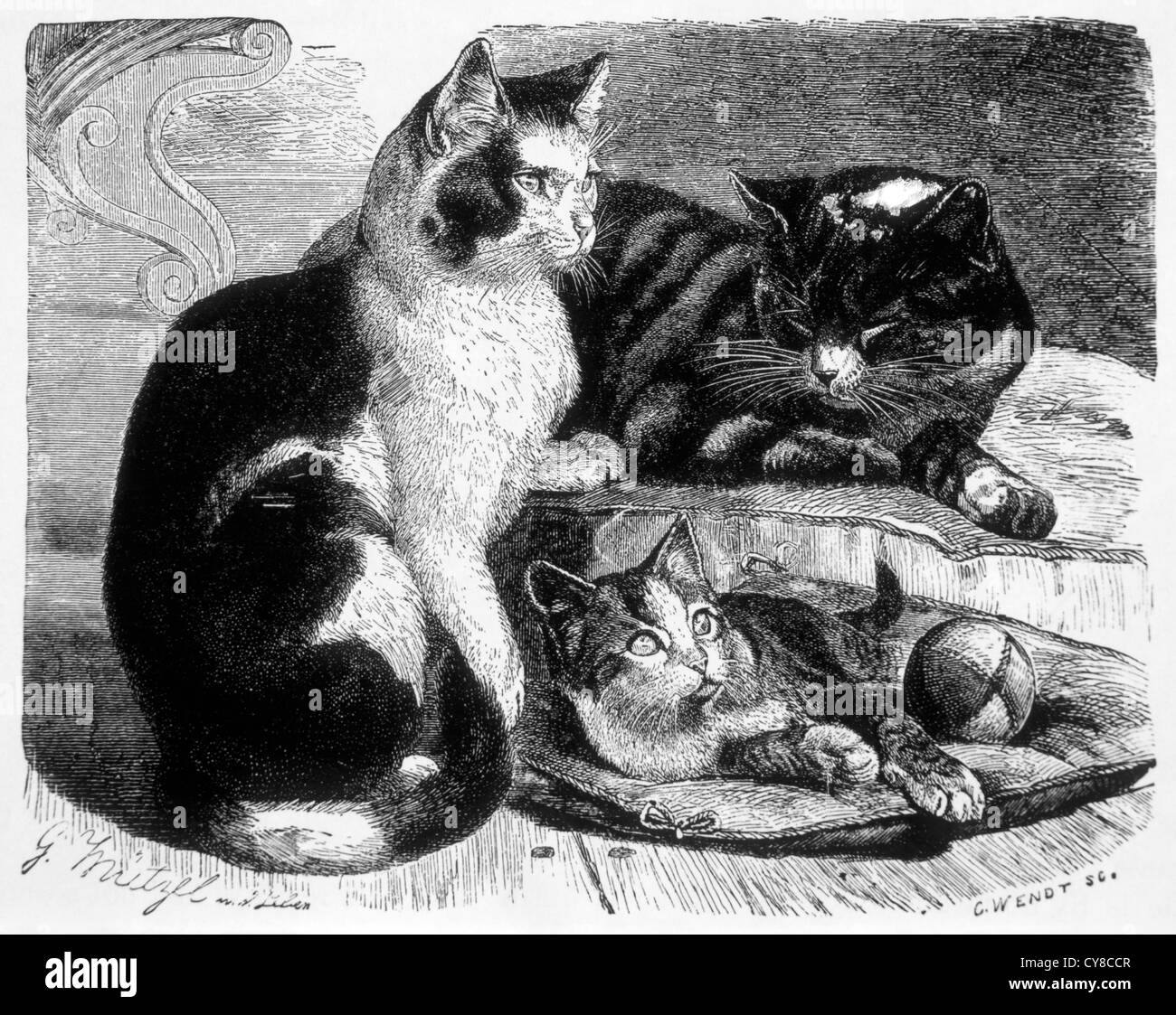 Hauskatzen, belebte Schöpfung, Gravur, ca. 1898 Stockfoto
