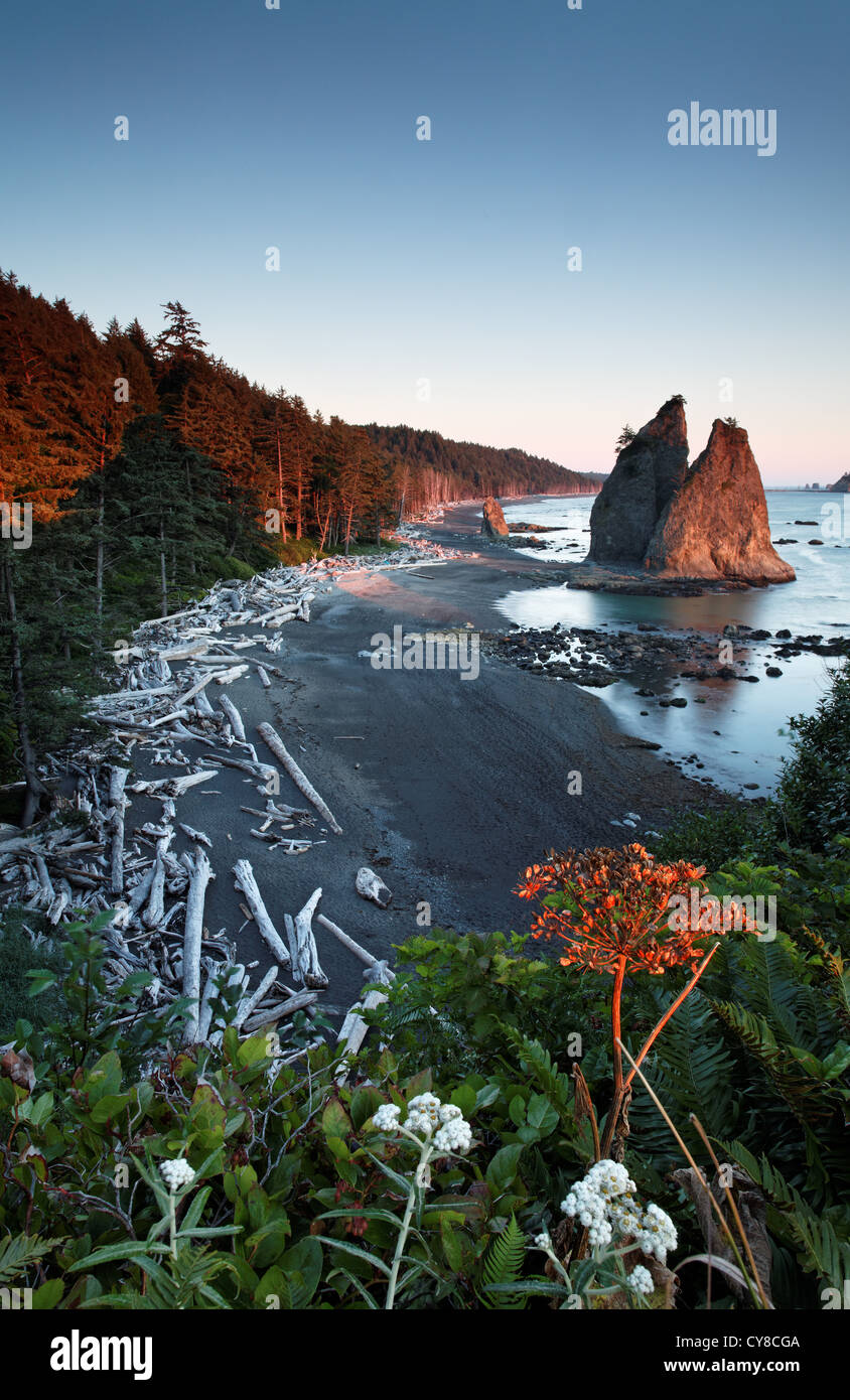 Meer-Stack bei Sonnenuntergang, Rialto Strand, Olympic Nationalpark, Washington State, USA Stockfoto