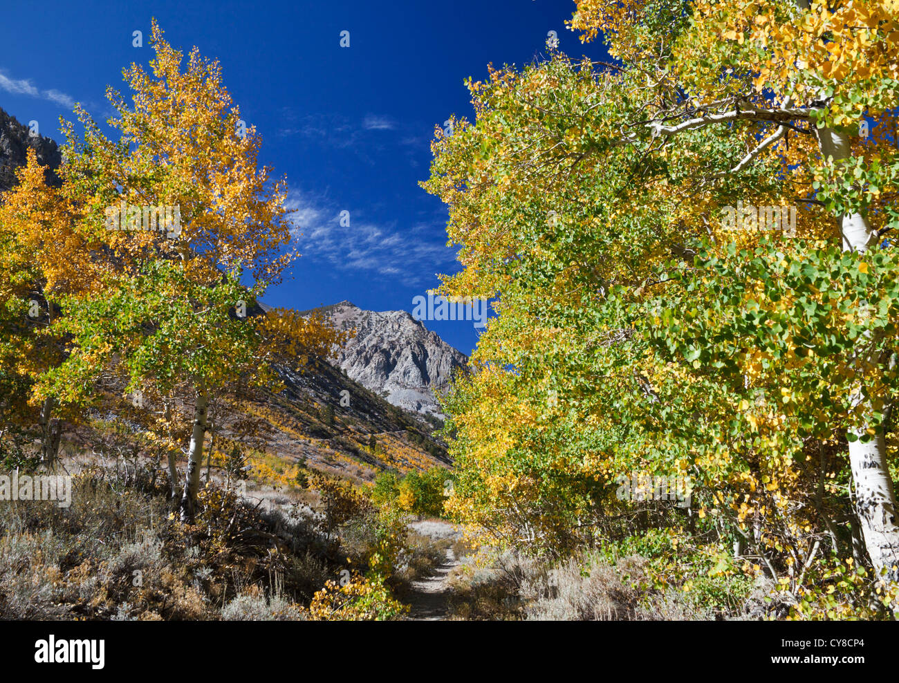 Brillante Farben entlang Wanderweg in Lundy Canyon in der High Sierra in Nordkalifornien Stockfoto