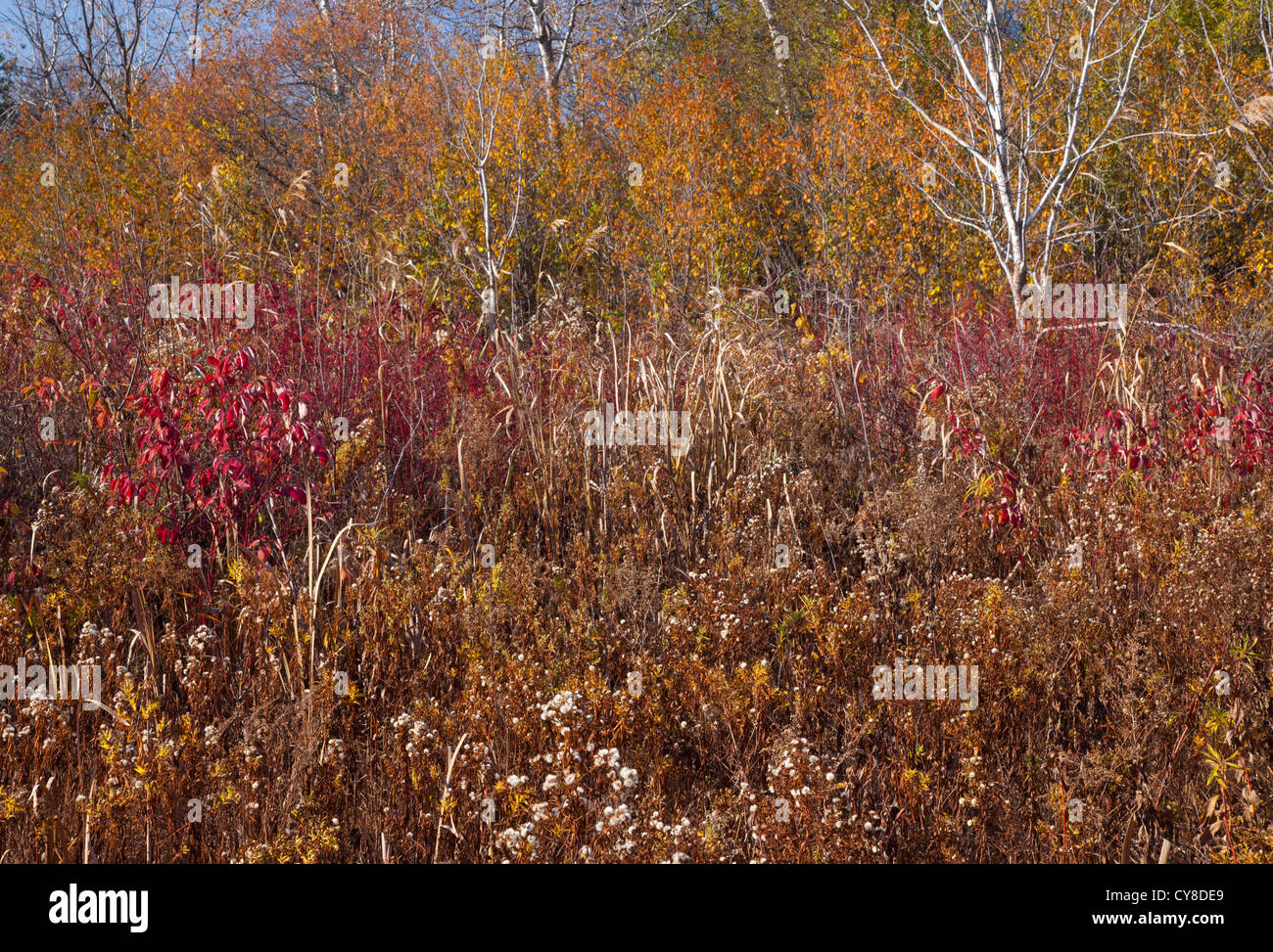 Feuchtgebiete im Herbst Stockfoto