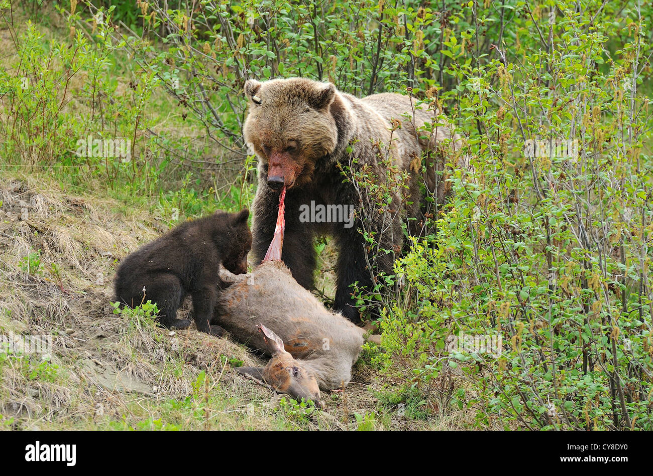Ein Grizzlybär Mutter veranschaulicht ihr junges junges auf ein totes Reh ernähren. Stockfoto