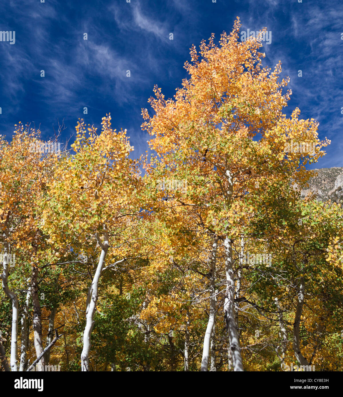 Wolkenfetzen über bunten Bäumen in Lundy Canyon in der High Sierra in Nordkalifornien Stockfoto