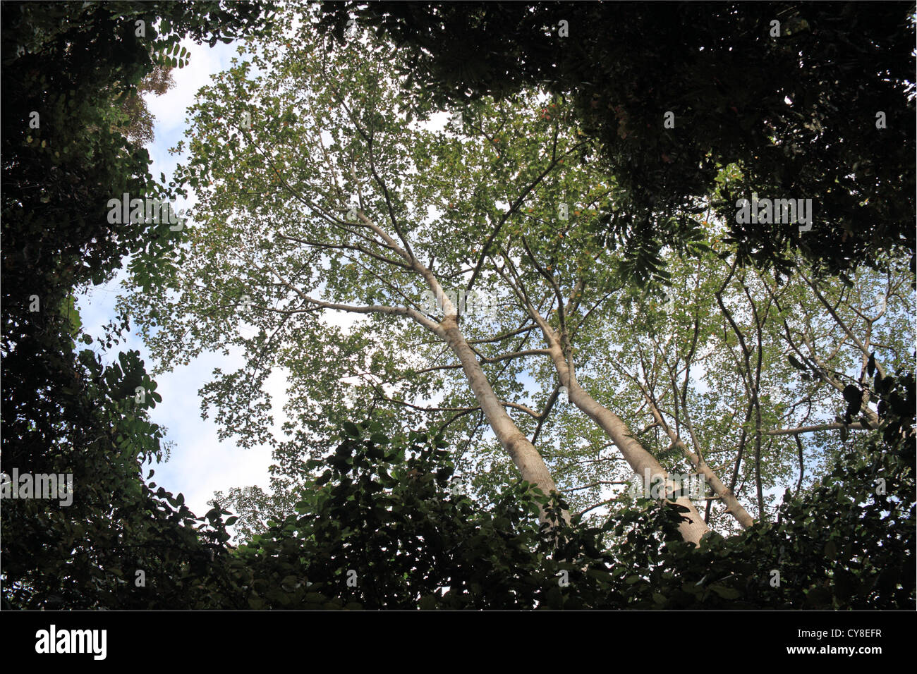 Lücke in der Rainforest überdachung, Poring Hot Springs, Kinabalu Park, Sabah, Borneo, Malaysia, Südost-Asien Stockfoto