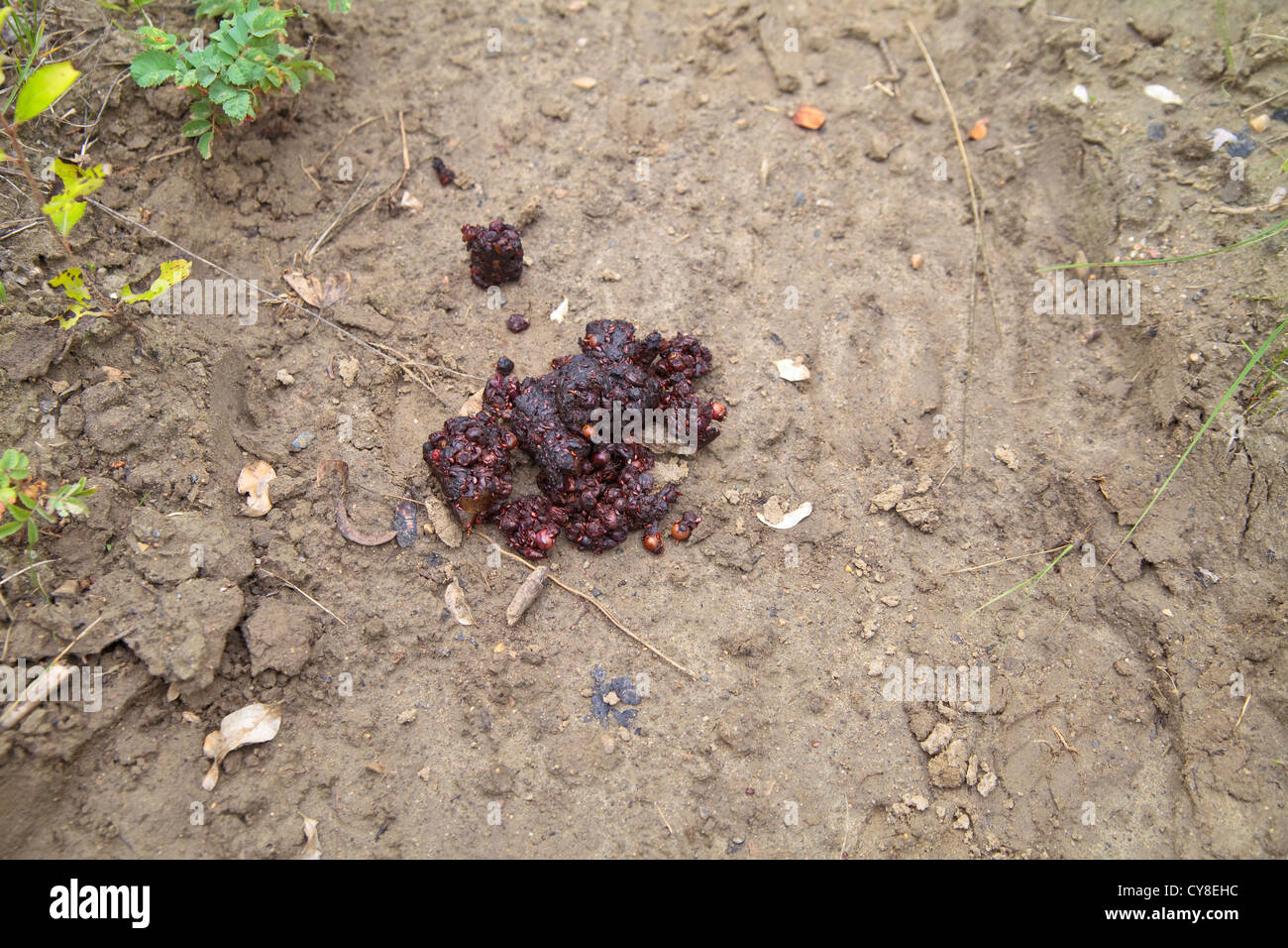 Coyote Kot auf einem Pfad. Stockfoto