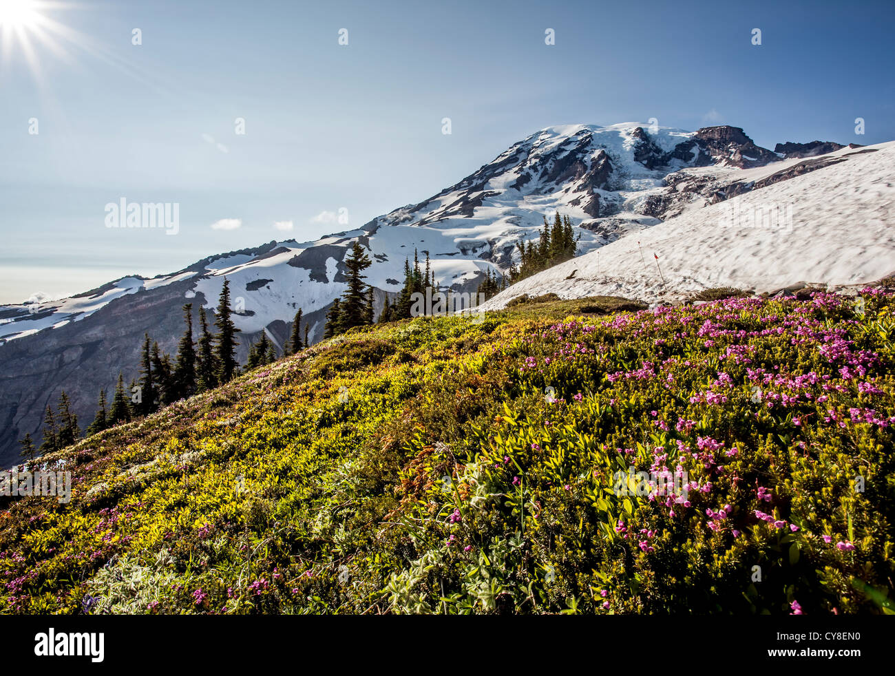 Wildblumen und Nisqually Glacier. Stockfoto