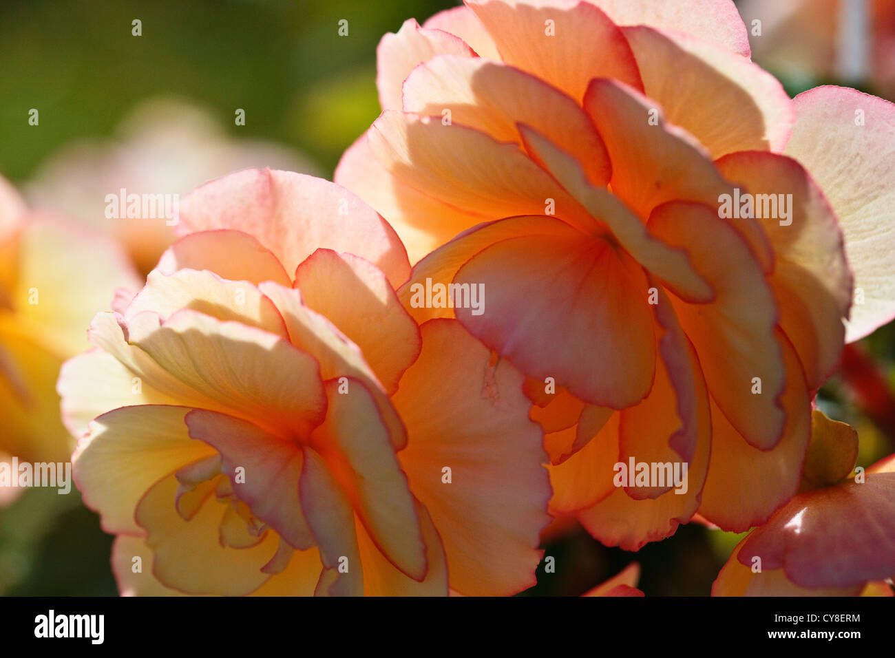 Begonie in hängenden Korb. Stockfoto
