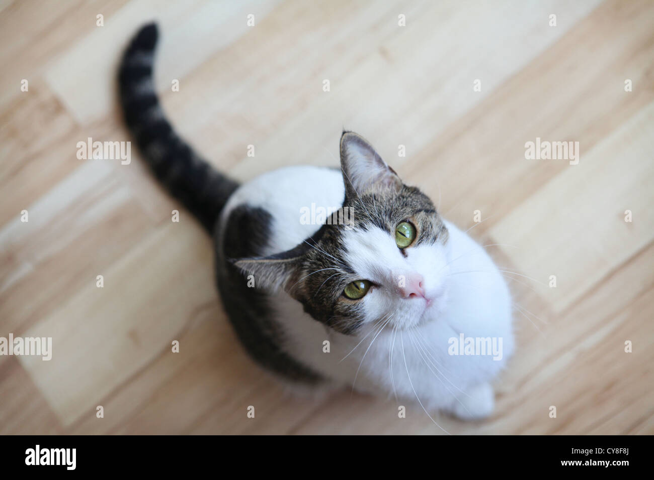 Süße Katze nachschlagen, konzentrieren sich auf ihre Augen und Nase. Stockfoto