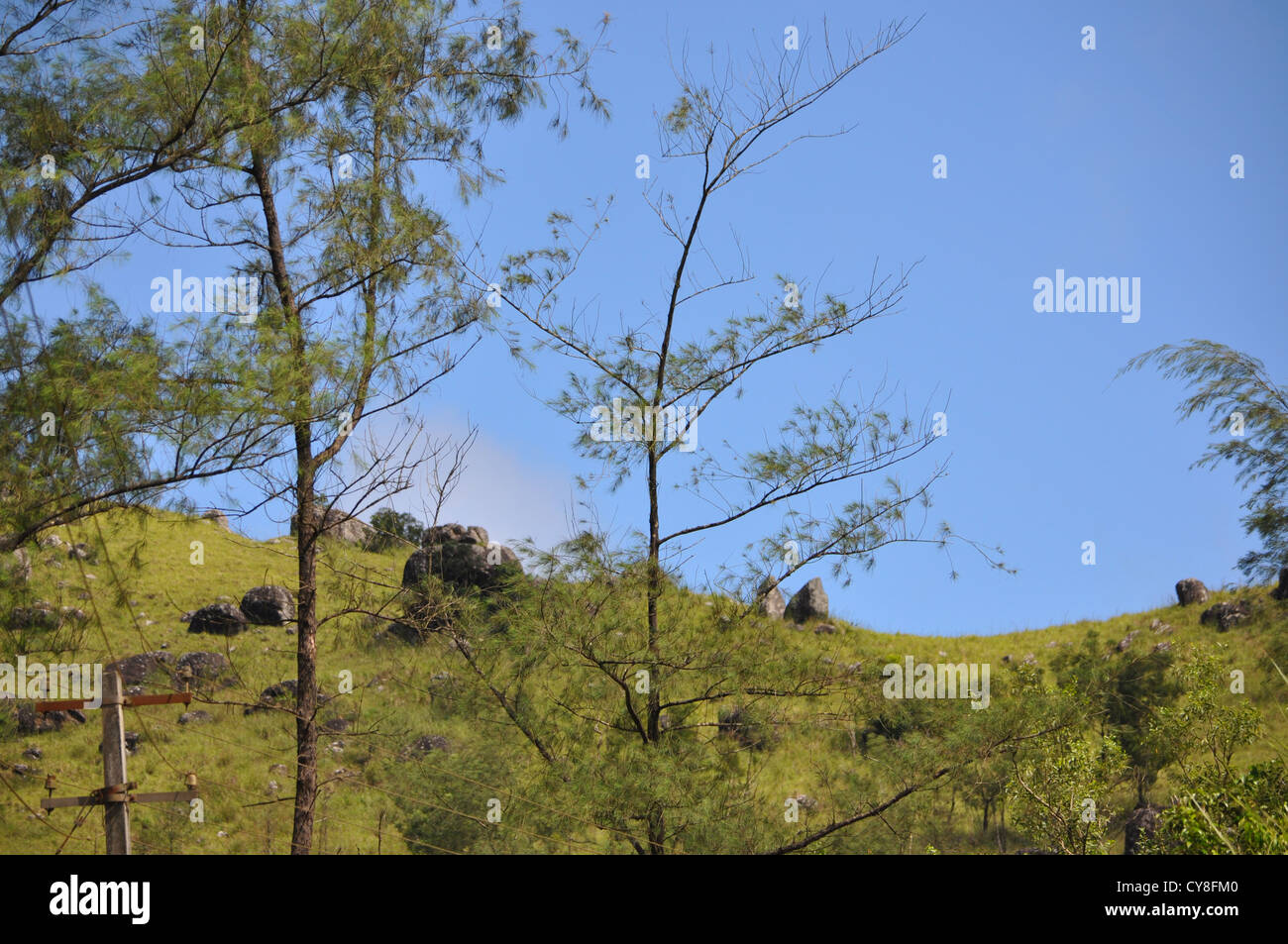 Bäume auf den Gipfel des Ponmudi-Hügeln Stockfoto