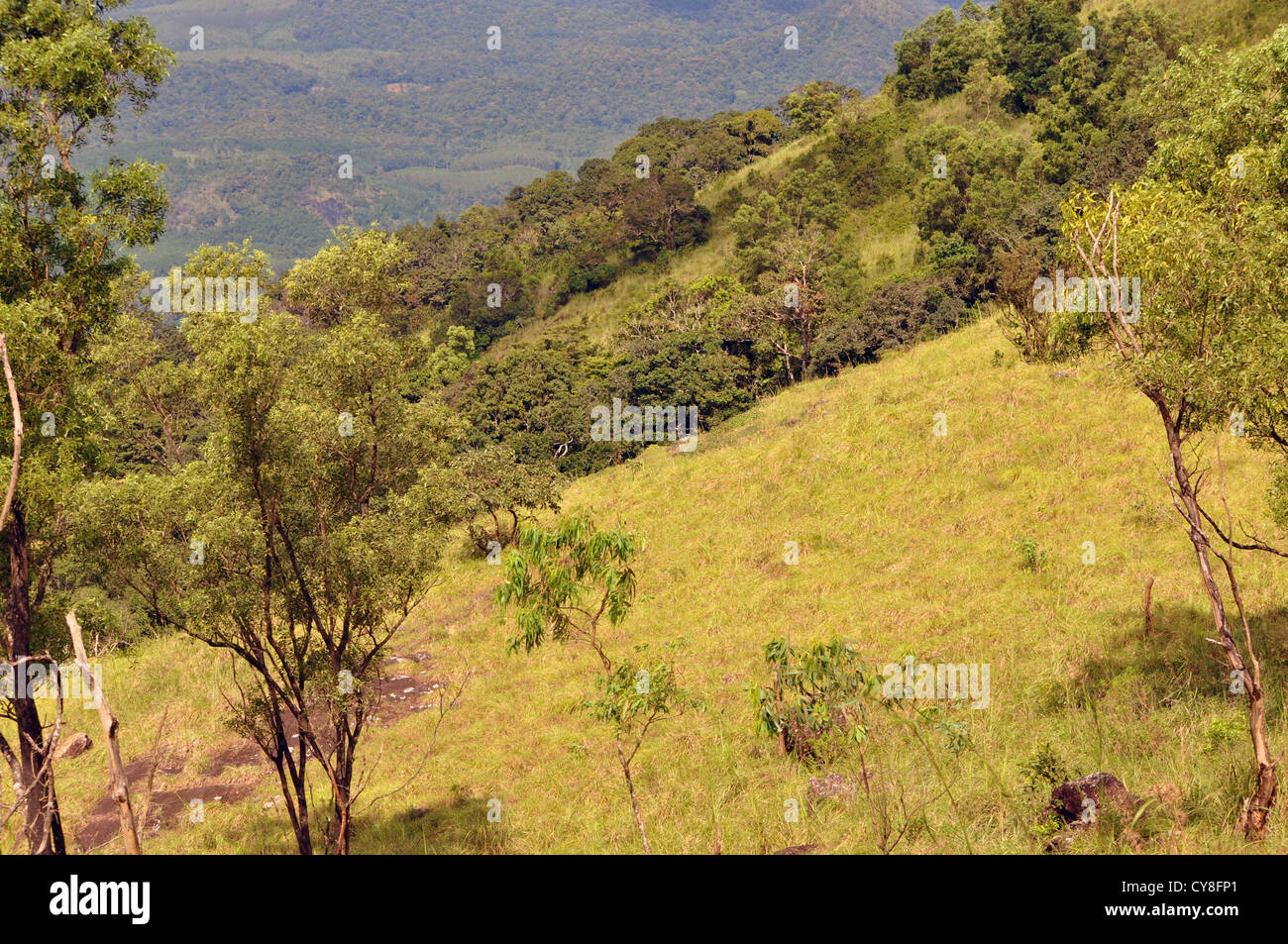 Oben auf Ponmuddi Hügeln, Trivandrum, Kerala, Indien Stockfoto