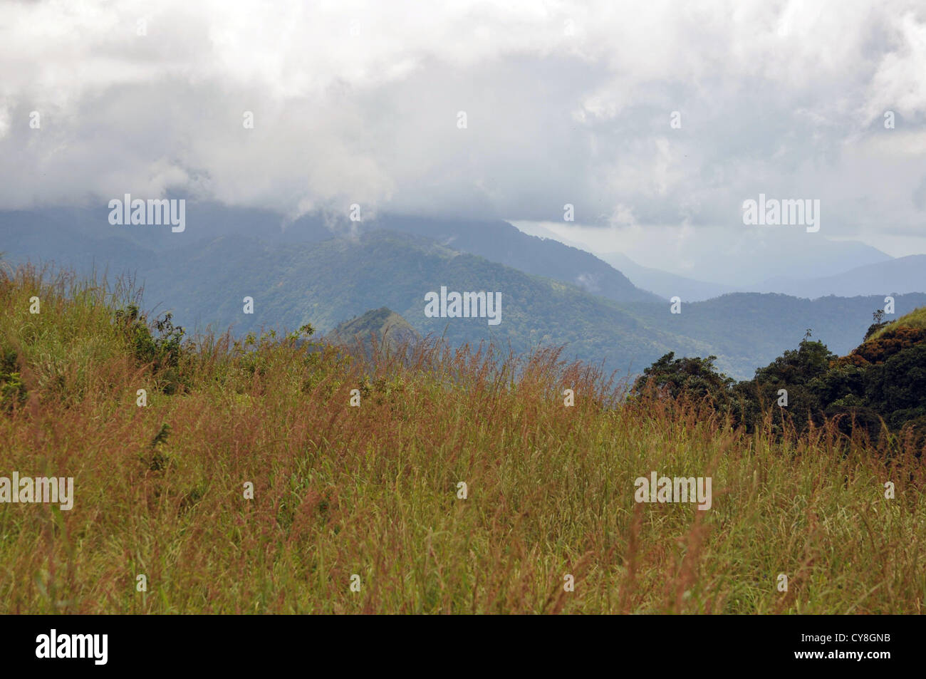 Ponmudi Hills Stockfoto