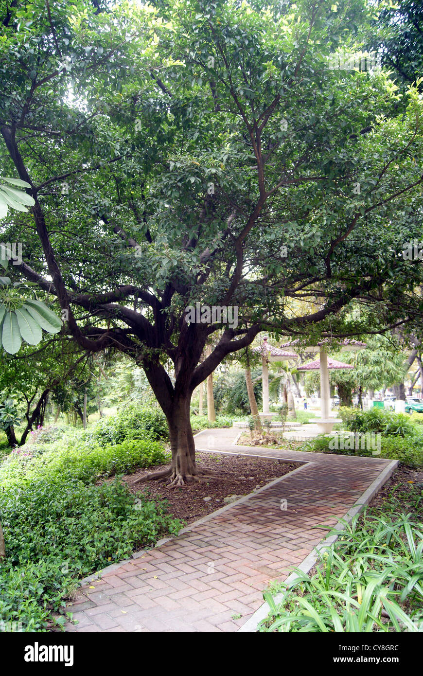 Gartenlandschaft, in Shenzhen, China Stockfoto