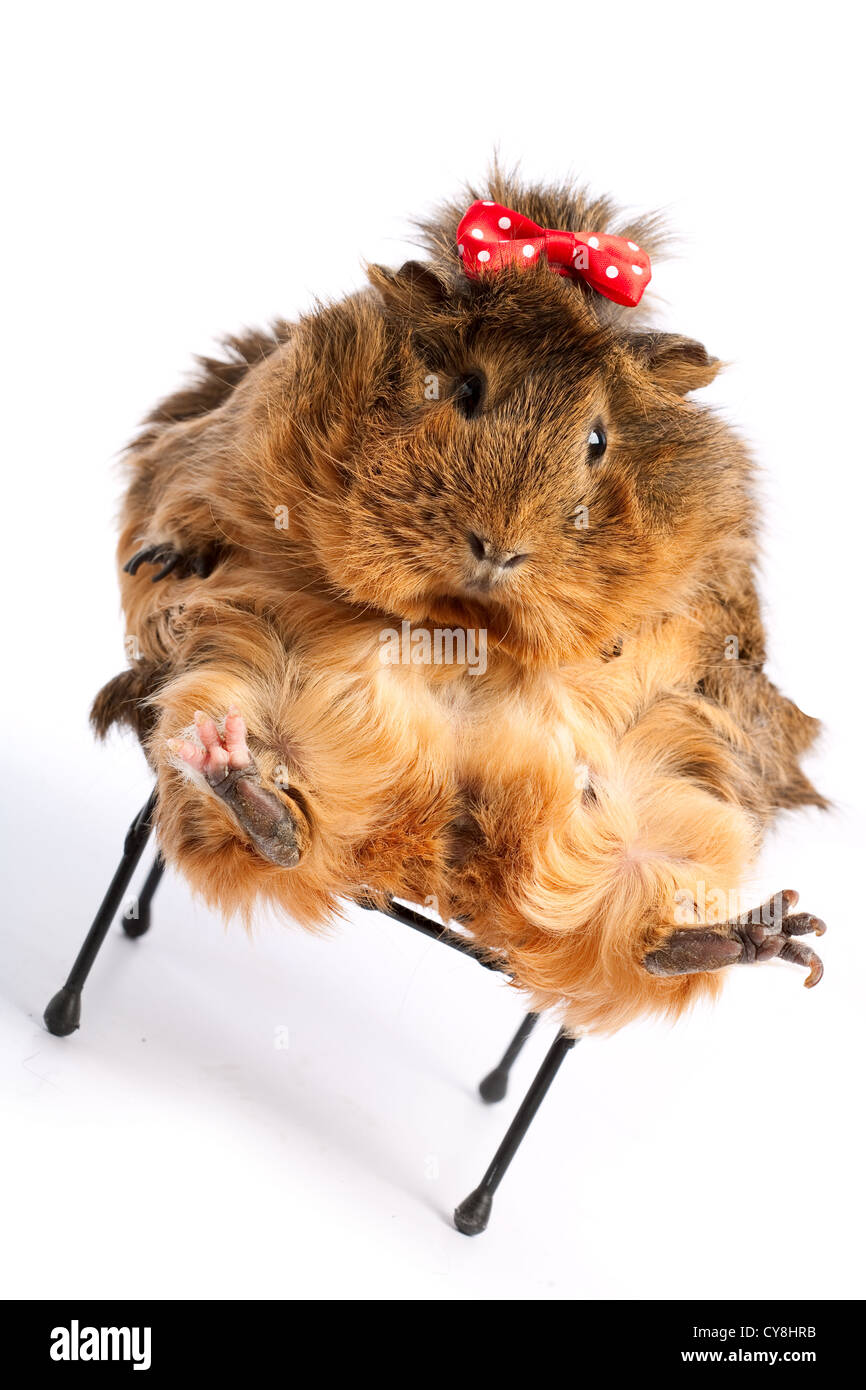 Schlechte Ernährung. Lustige Meerschweinchen Porträt auf weißem Hintergrund Stockfoto