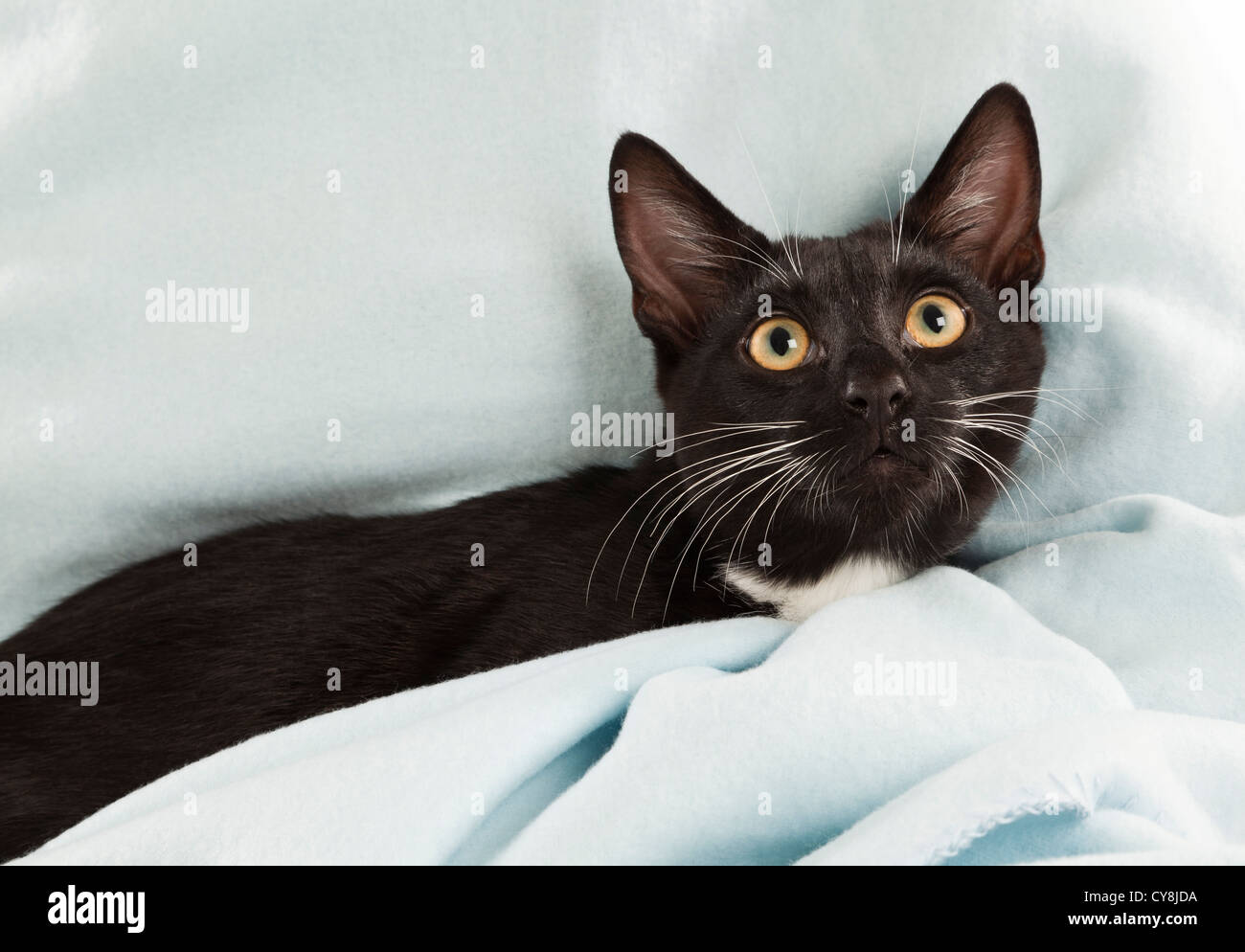 Eine schwarze und weiße Kätzchen liegend in einem Pastell blau Fleecedecke Stockfoto