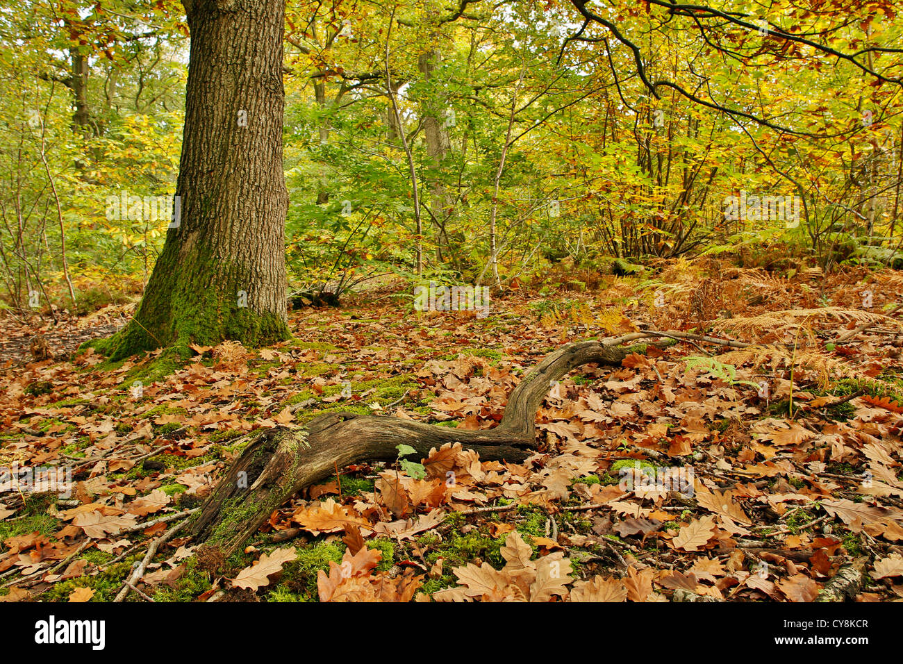 Blean Woods; Nationalen Naturschutzgebiet; Kent; Herbst; Stockfoto