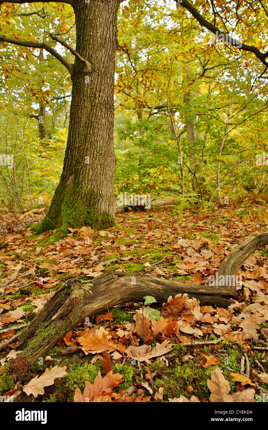 Blean Woods; Nationalen Naturschutzgebiet; Kent; Herbst; Stockfoto