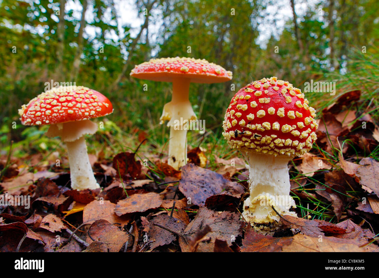 Fliegenpilz; Amanita Muscaria; Blean Woods; Kent; UK Stockfoto