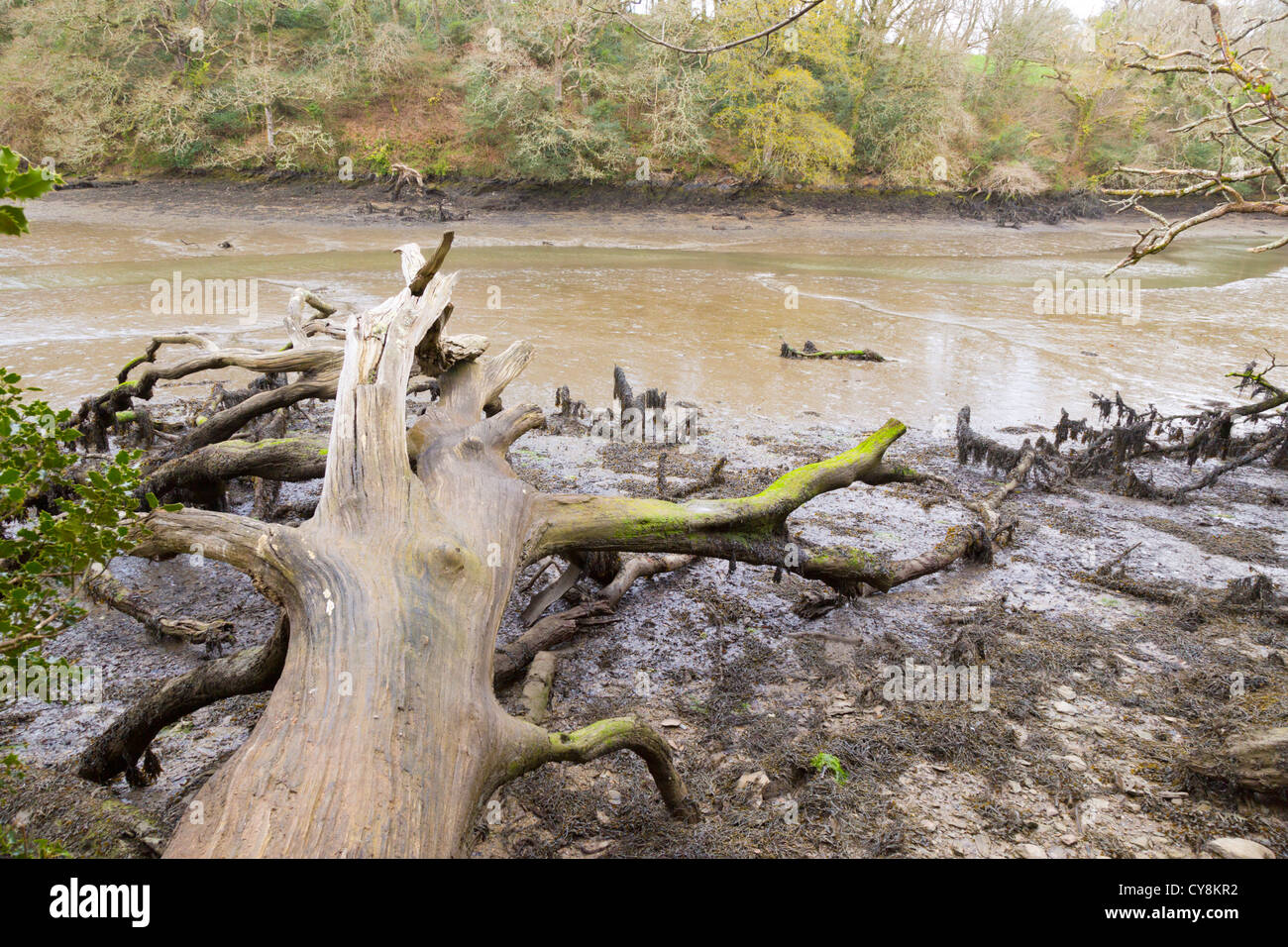 Frenchman es Creek; umgestürzten Baum; Cornwall; UK Stockfoto