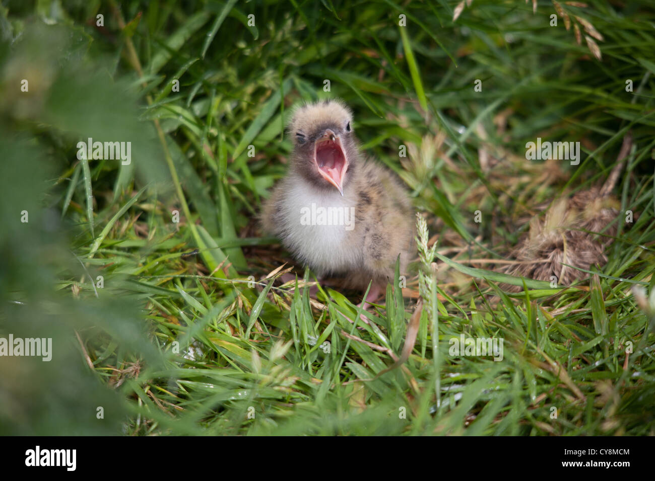 Gmlh1207 2925 Sterna Paradisaea Baby Kustenseeschwalbe Im Boden Nest Auf Farne Inseln Vor Gemeinsame Northumberland Vereinigtes Konigreich Stockfotografie Alamy