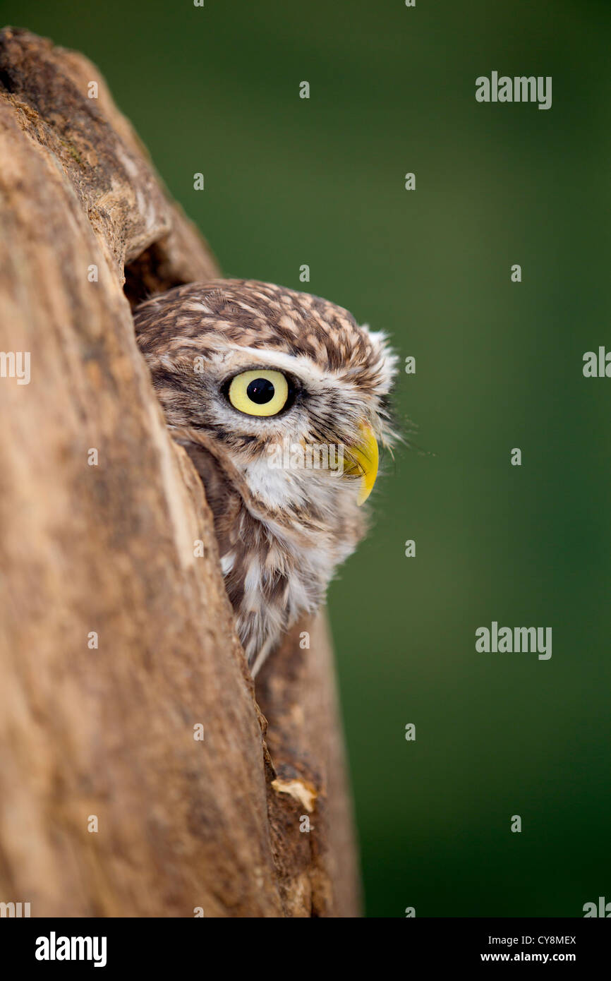 Kleine Eule; Athene Noctua; UK Stockfoto