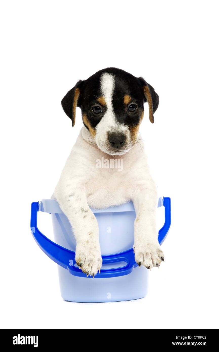 Jack Russell Terrier Welpen in einem blauen Eimer auf einem weißen Hintergrund isoliert Stockfoto